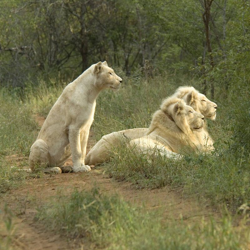 Lion Back