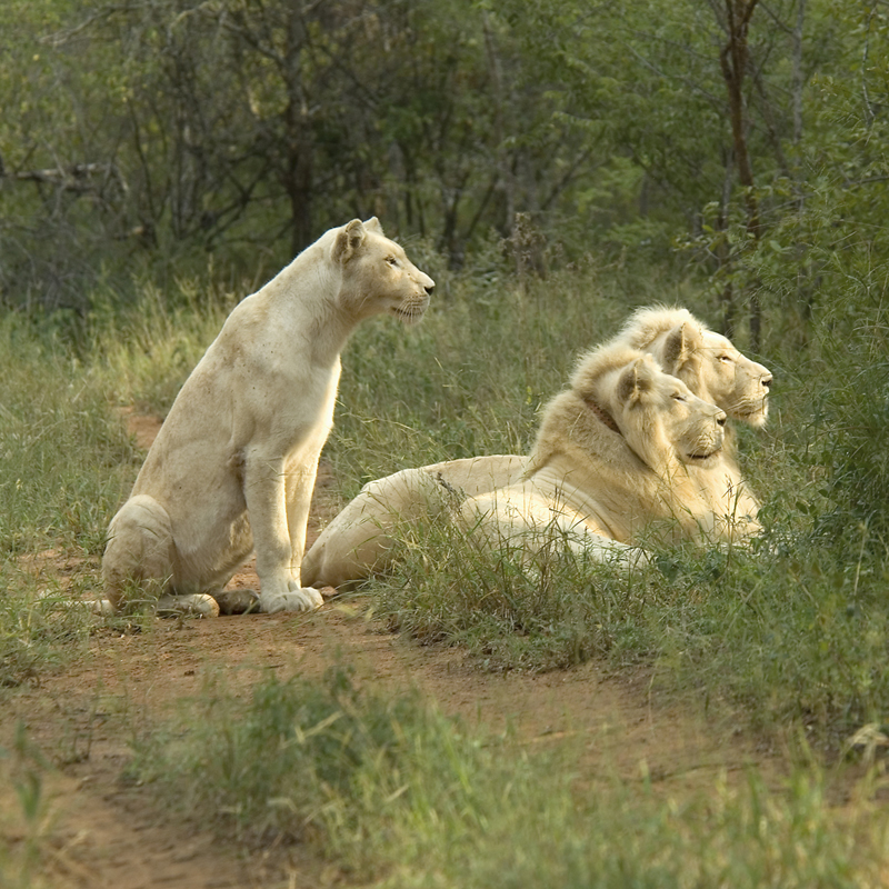 Zihra, Letaba and Regeus, are the only white lions hunting naturally in the 